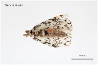 藏品(毒蛾科)的圖片